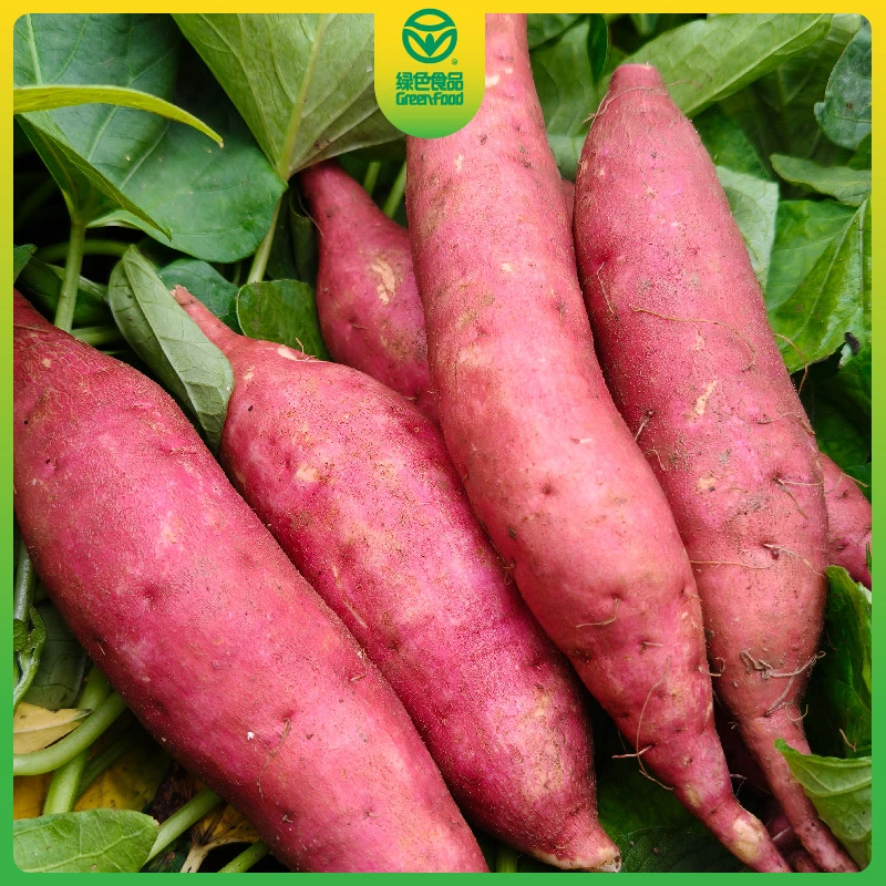 正宗农家白心板栗薯新鲜现挖粉糯干面绿色认证宝宝辅食