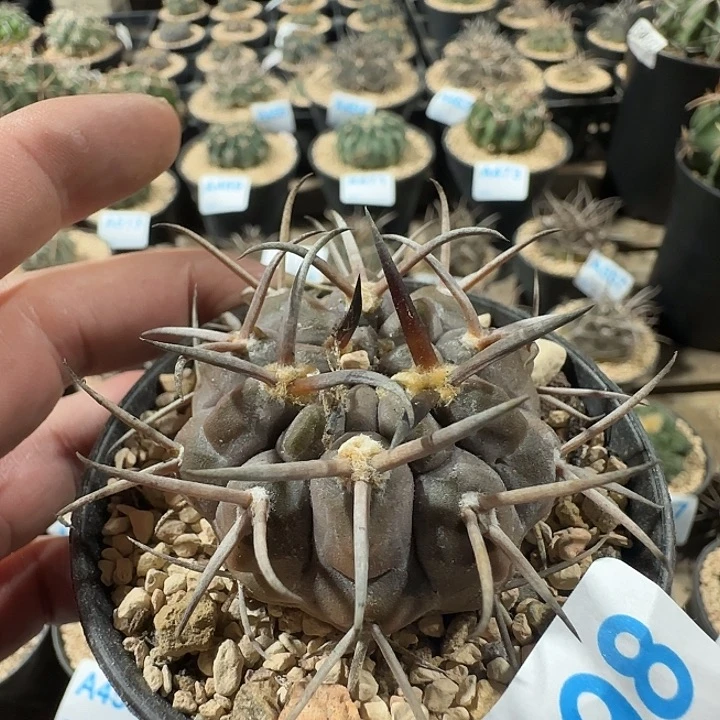 摩天龙 实生仙人球498