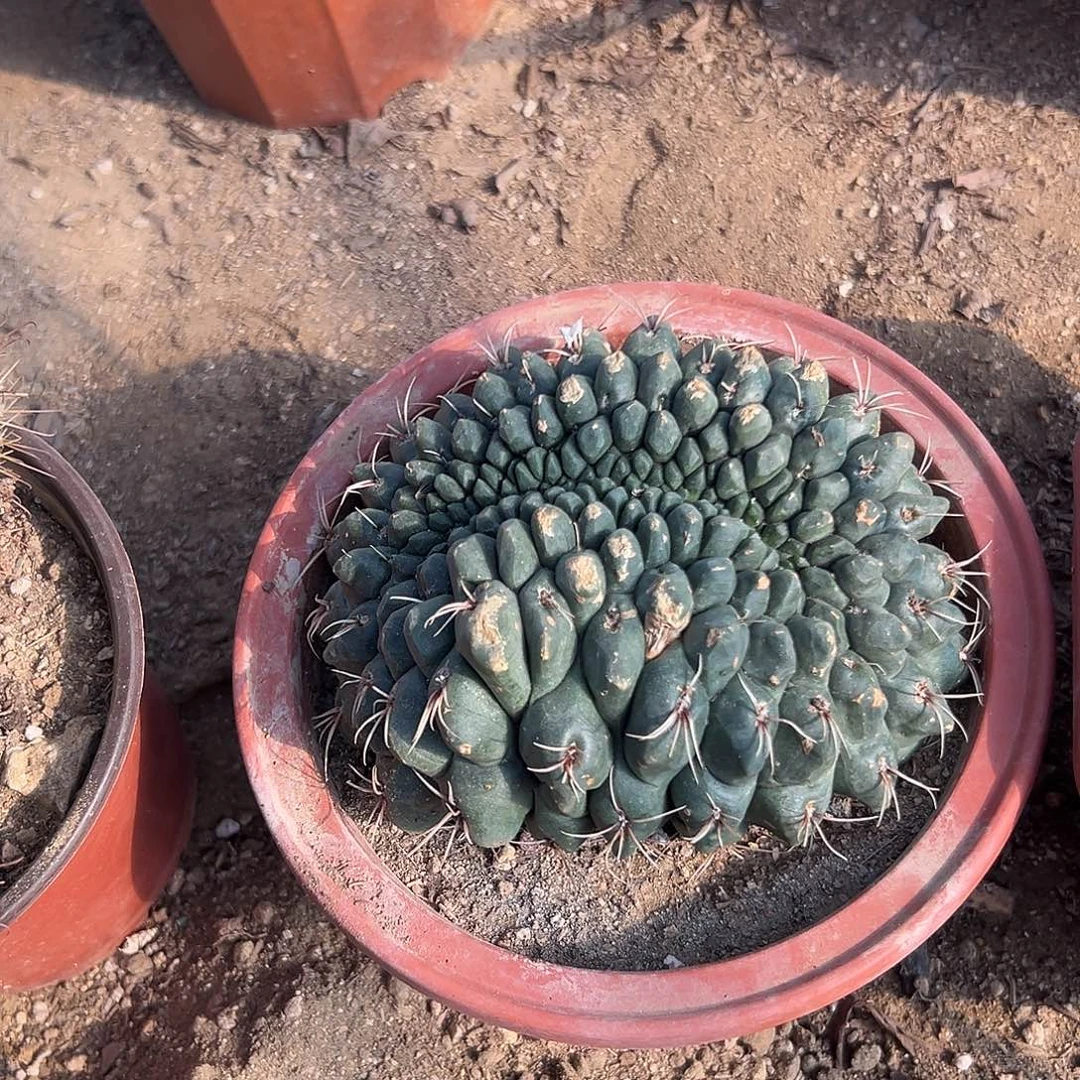 多肉植物绯花玉缀化