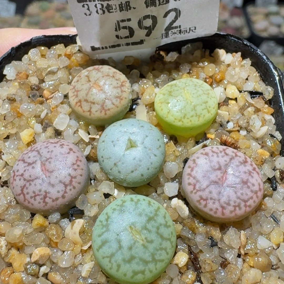 Ssss精品生石花592有奔驰