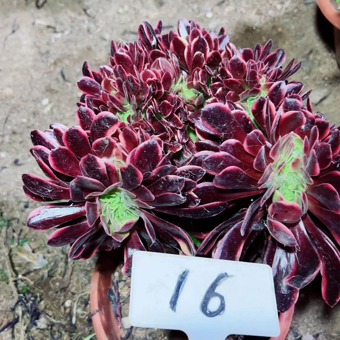 多肉植物欧嘉莉缀花