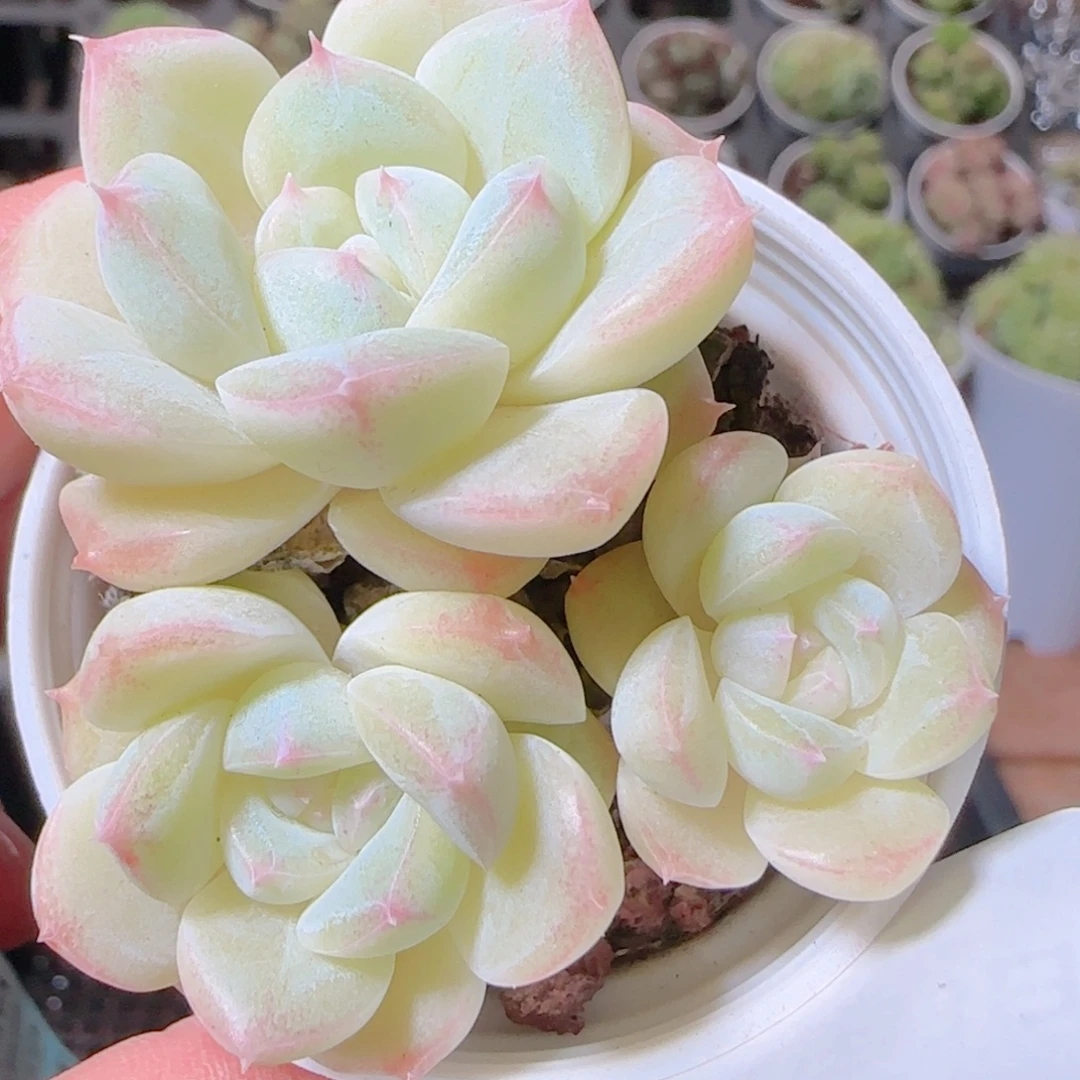 花语逸镜1103-360白桃汽水