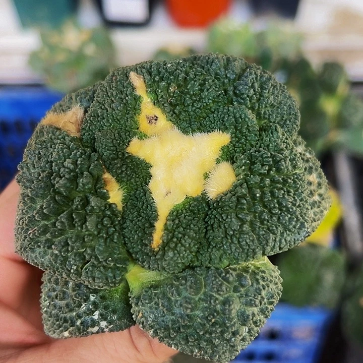 无花朵福利绣普大尤细密尤哥斯拉牡丹231