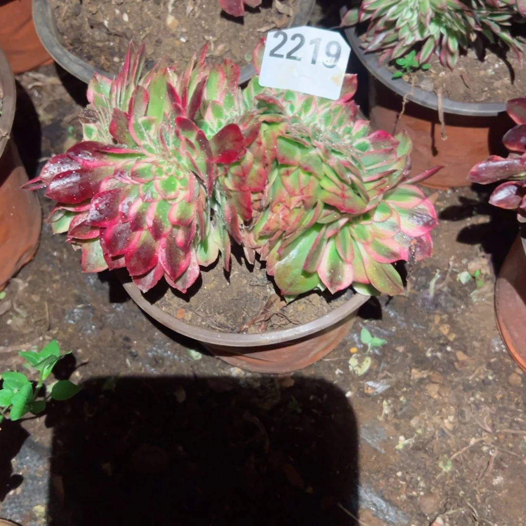 2219 号多肉植物法师