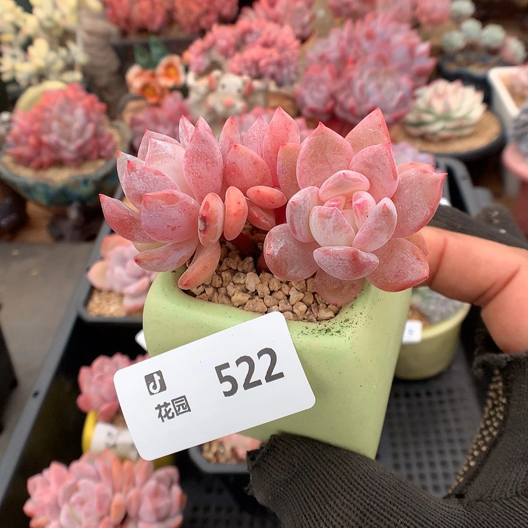 522雪天使多肉植物66666