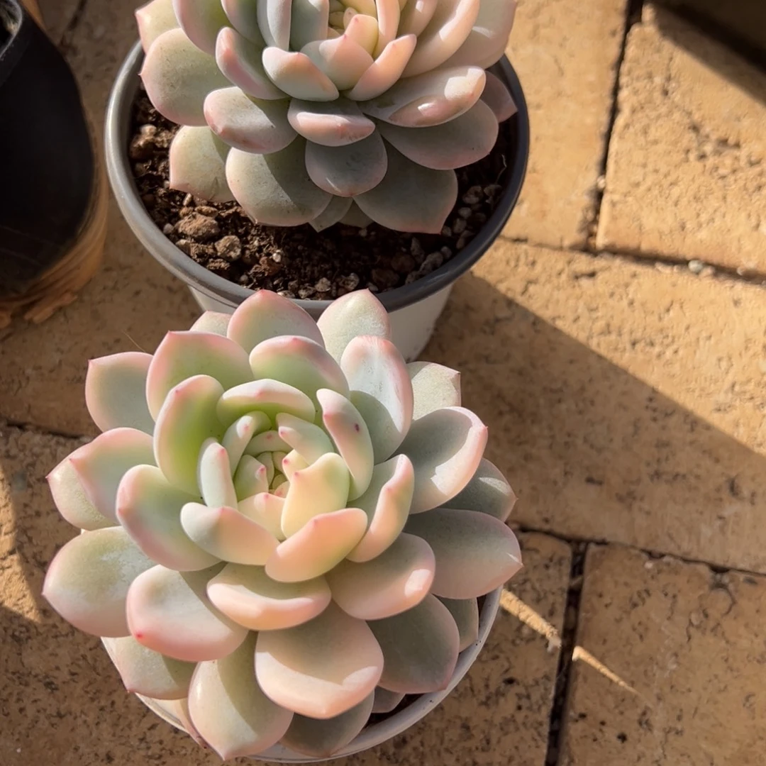 V***n我在等他呢他就，vi40