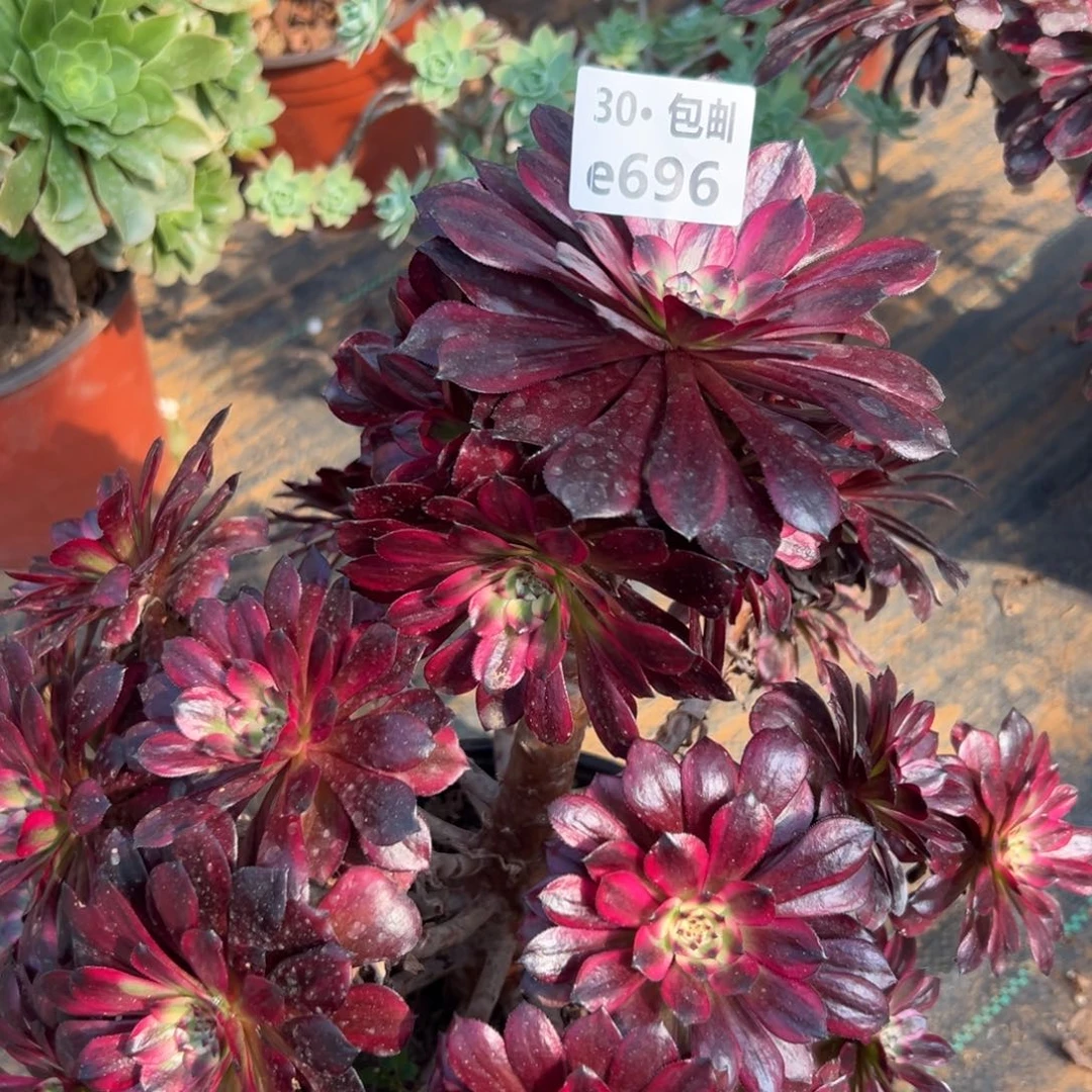 陌*落696美姬多肉法师