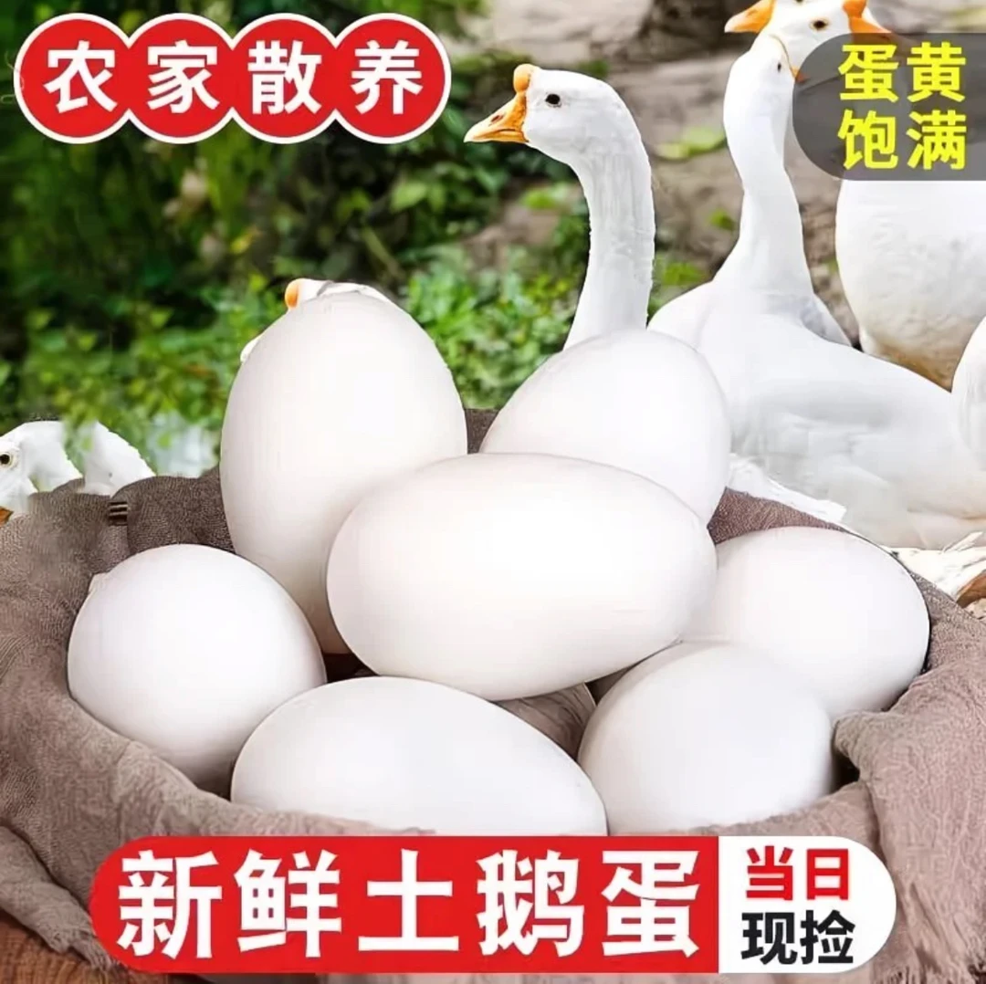 新鲜鹅场散养大鹅蛋营养丰富破损包赔送货