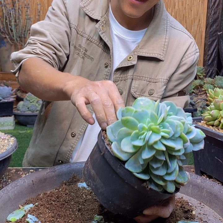 阿***の311号冰沙多肉植物