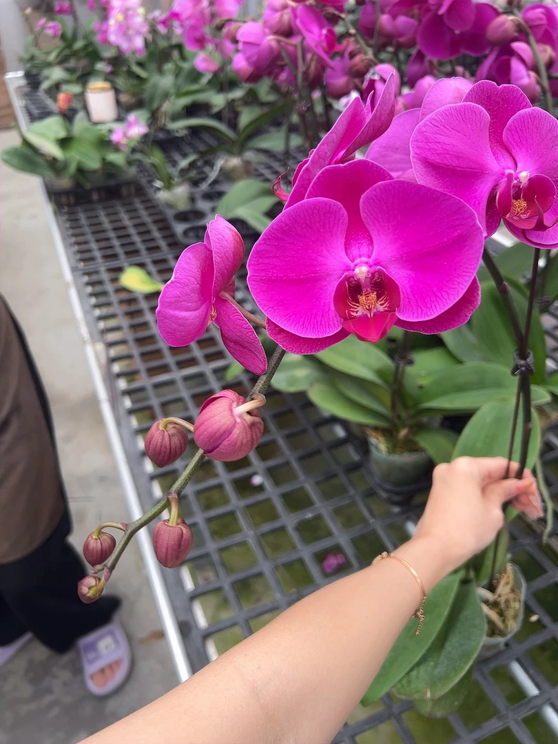 【大辣椒06】经典红色大花型蝴蝶兰带花带花苞发货