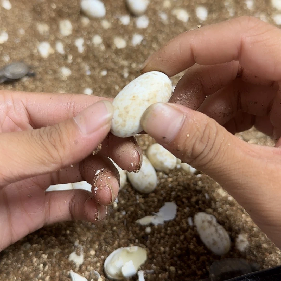 不分公母中华草龟草龟蛋6枚