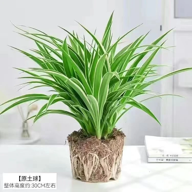 金边吊兰盆栽花卉植物四季阳台净化空气除甲醛小绿植水培垂吊客厅