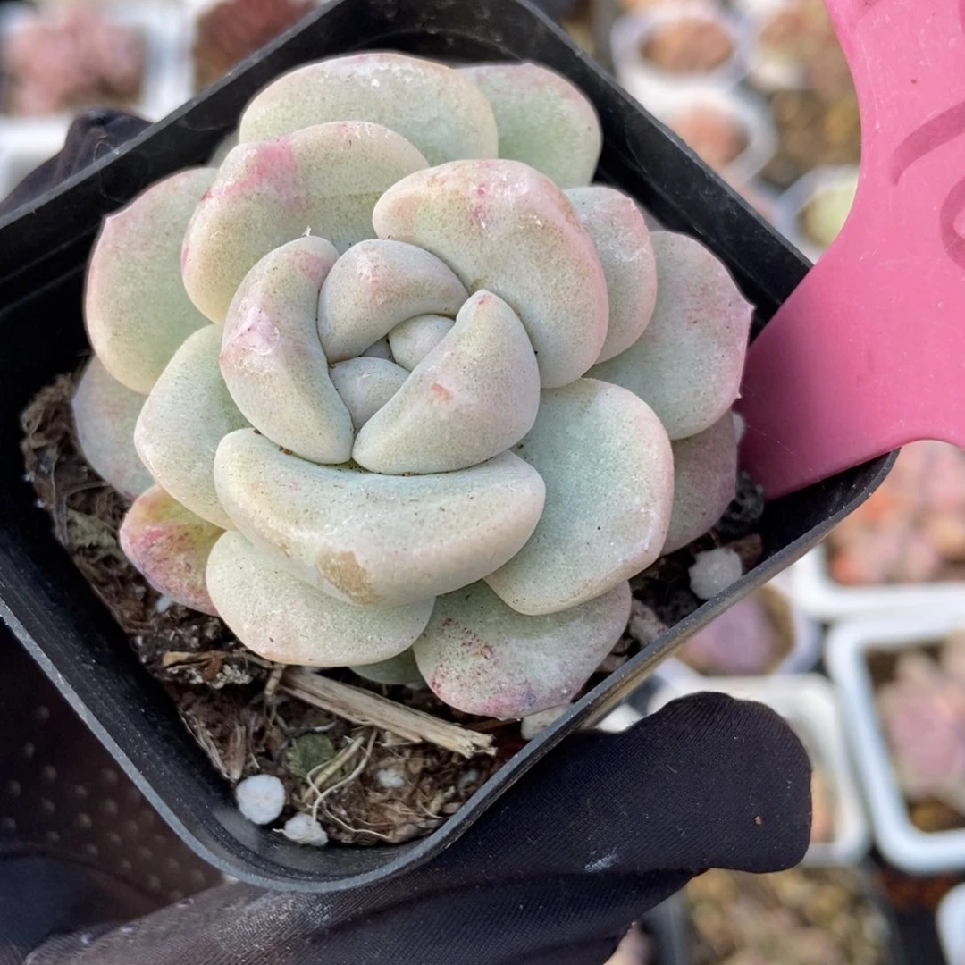 1908冰玉石化多肉植物保护