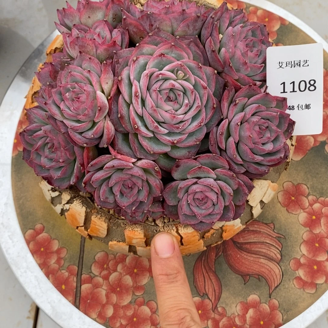 侧影群生多肉多肉1108