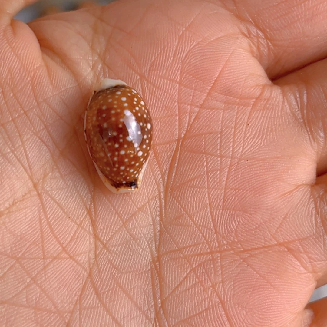 大理石磁石动***子天然贝壳海螺批发零售