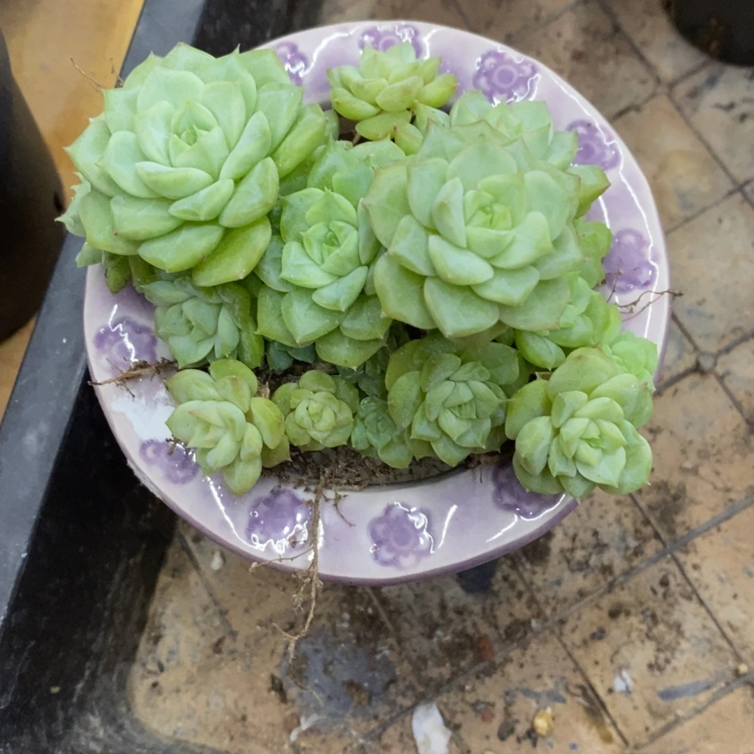 精品多肉一物一拍不包整100