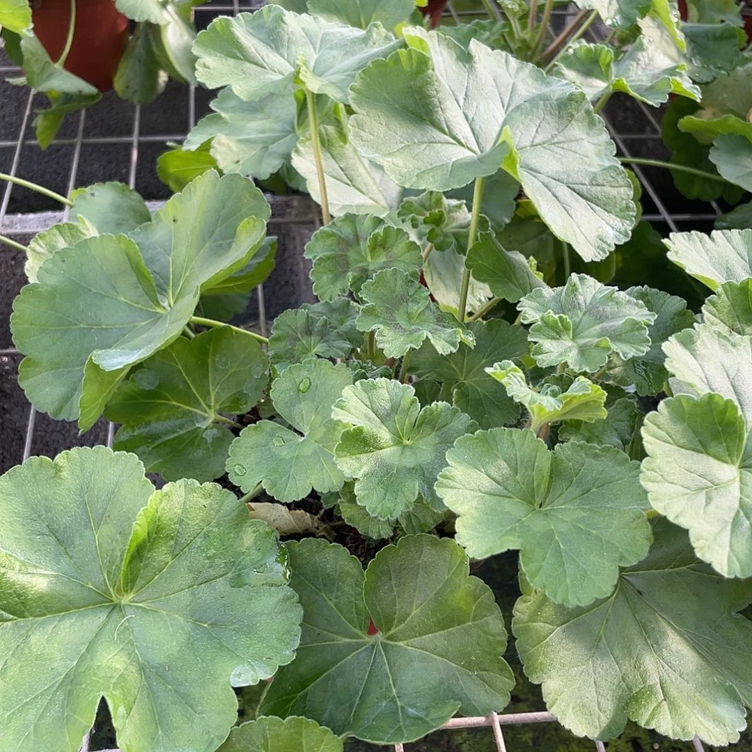 用***8完全开放可爱的维拉