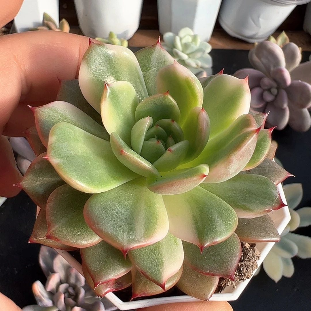 弗朗明哥锦  小方花圃一物一拍