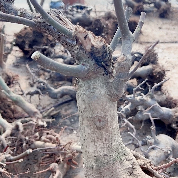 海***秋无花朵枫树……枫树