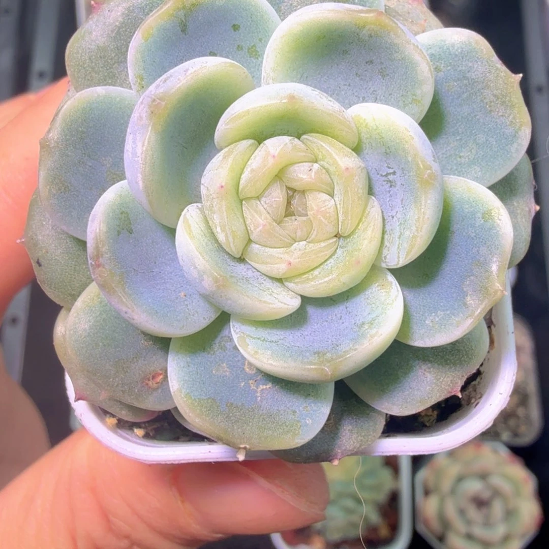 白色恋人多肉植物