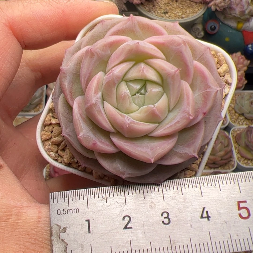 佳*玲772 多肉植物组合盆栽