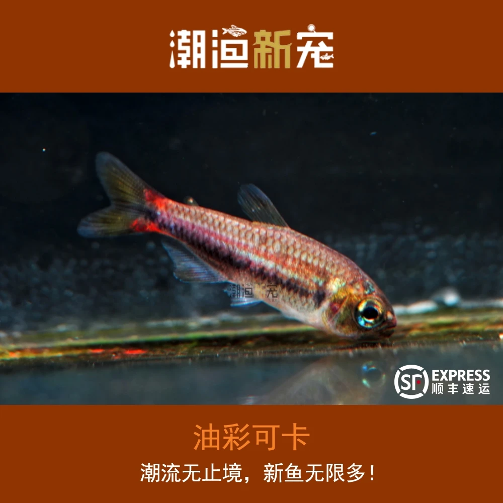 油彩可卡 热带小型观赏灯鱼顺丰包邮包损小鱼儿