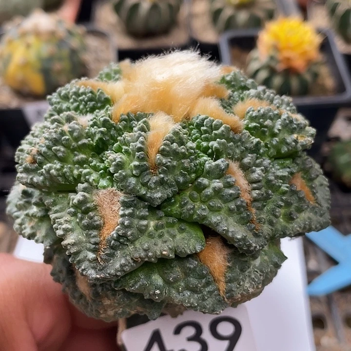 龟甲牡丹439号仙人球