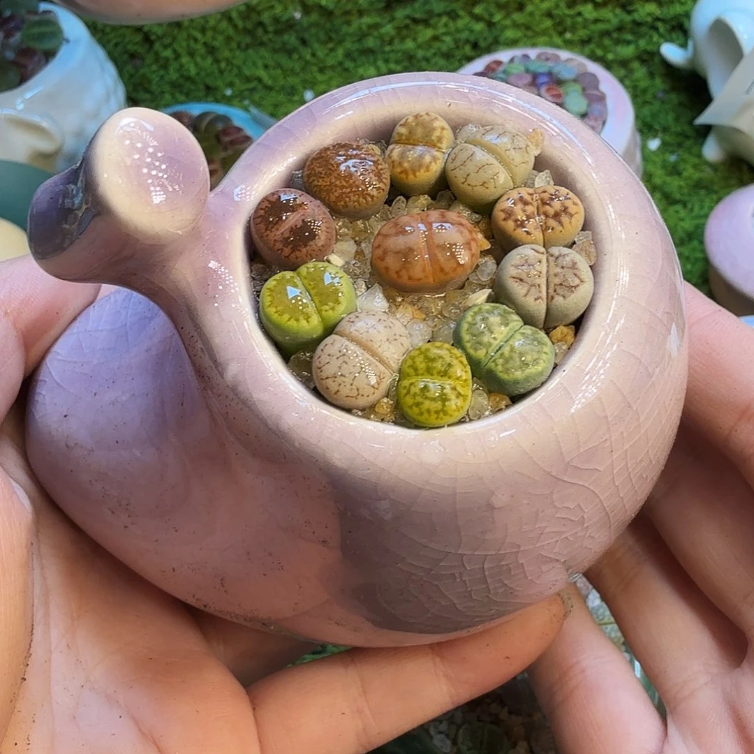 可***了多肉葡萄的味道真的1617