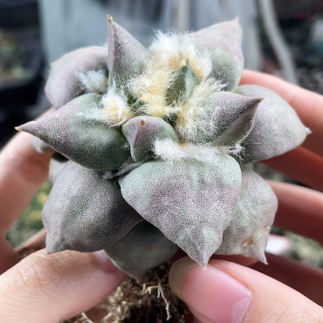 38号自根紫姬练手牡丹