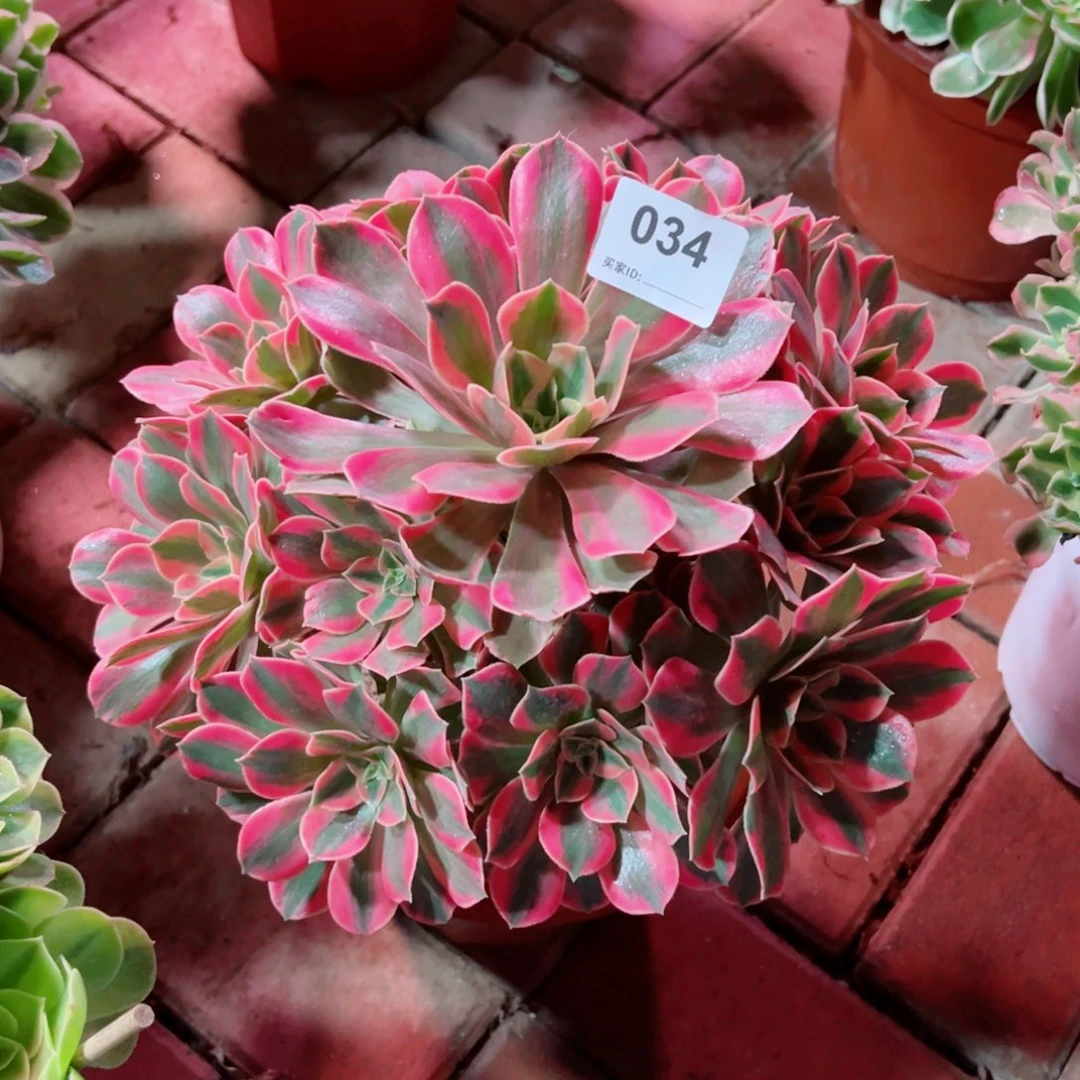34红粉佳人法师多肉植物