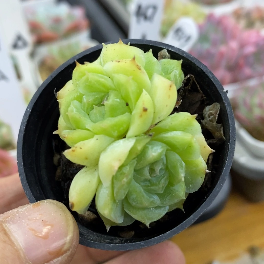 精品多肉一物一拍不包整44