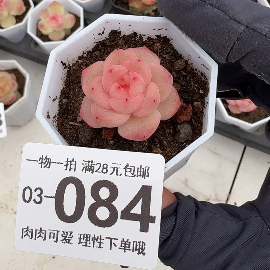 水果糖无盆土发货无