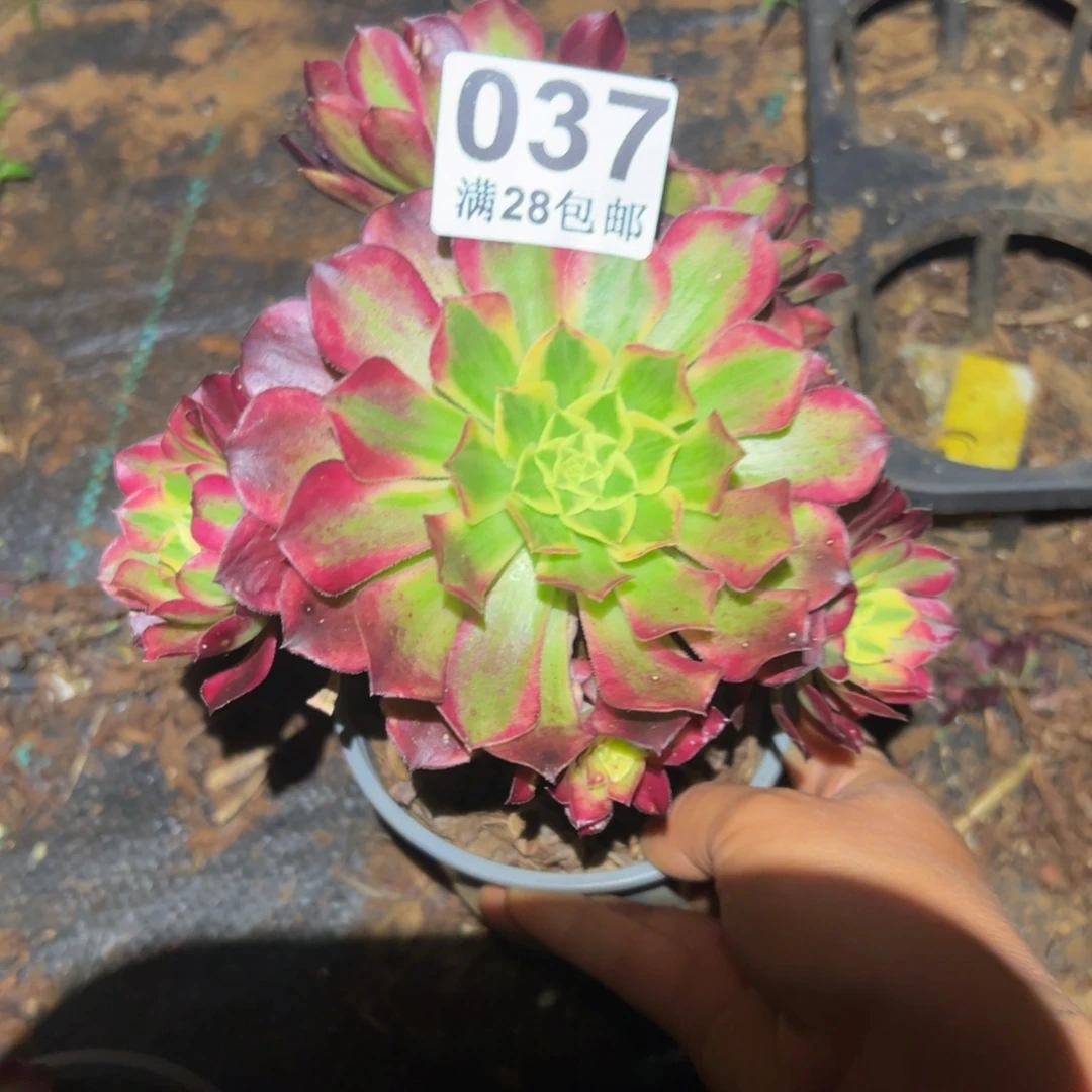 多肉植物037有断枝