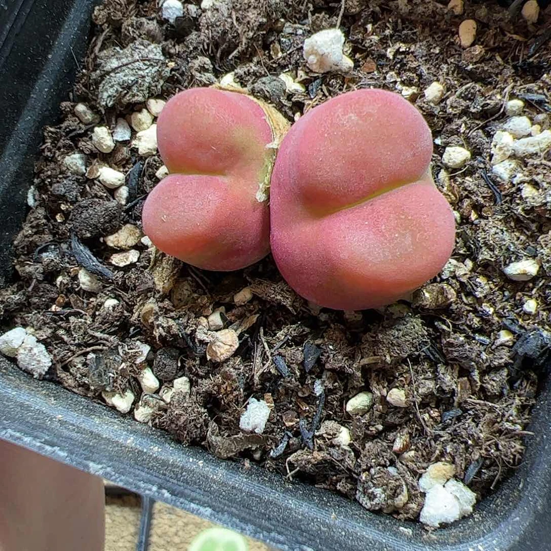 【闪购商品】178 嘟嘴水蜜桃双头