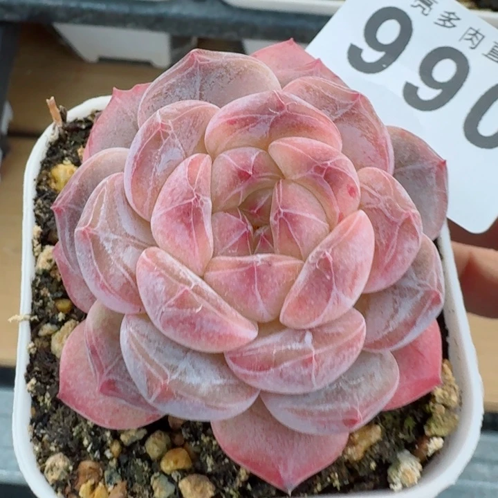 黛玉冰魄         精控精养多肉植物