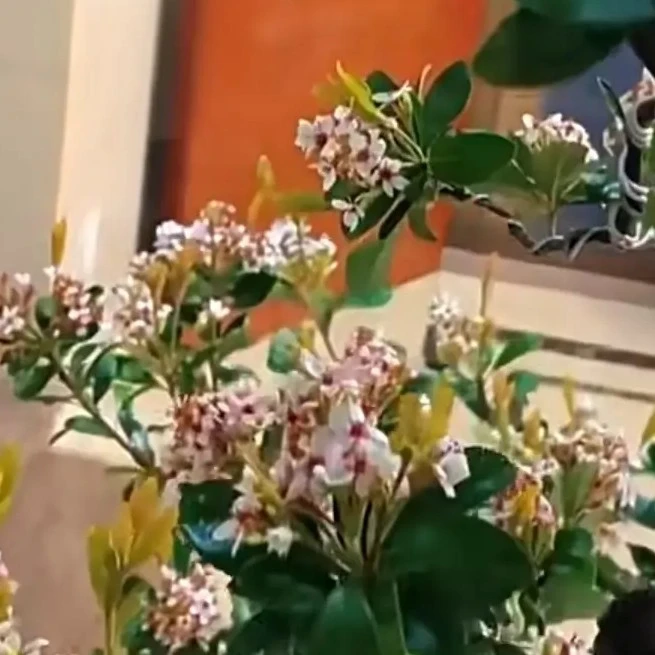 春花龙船花栀子花山格木直播间盆栽室内四季