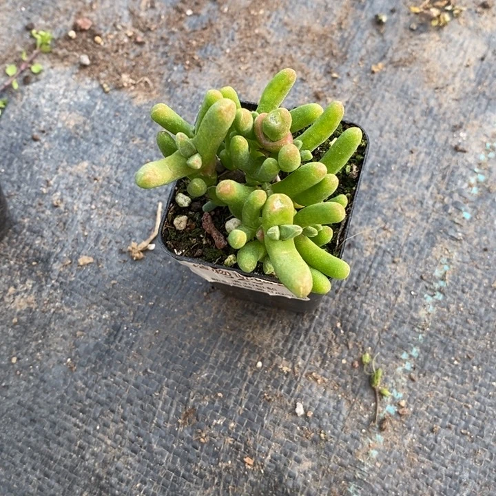 春*13枝干兔子。