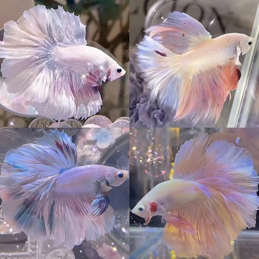 直播号A4【73-96】泰国斗鱼婚纱鱼热带观赏鱼仙女款半月超美斗鱼