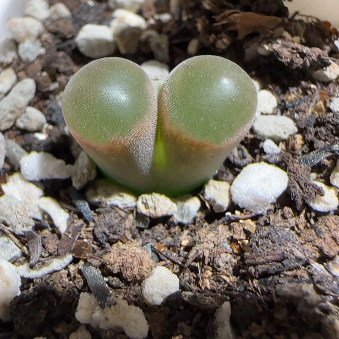 肉锥多肉植物组合-磁铁1335