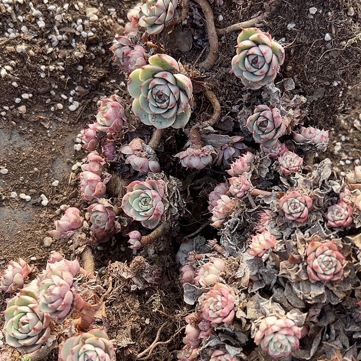 忘***燕一堆本吧4盆。