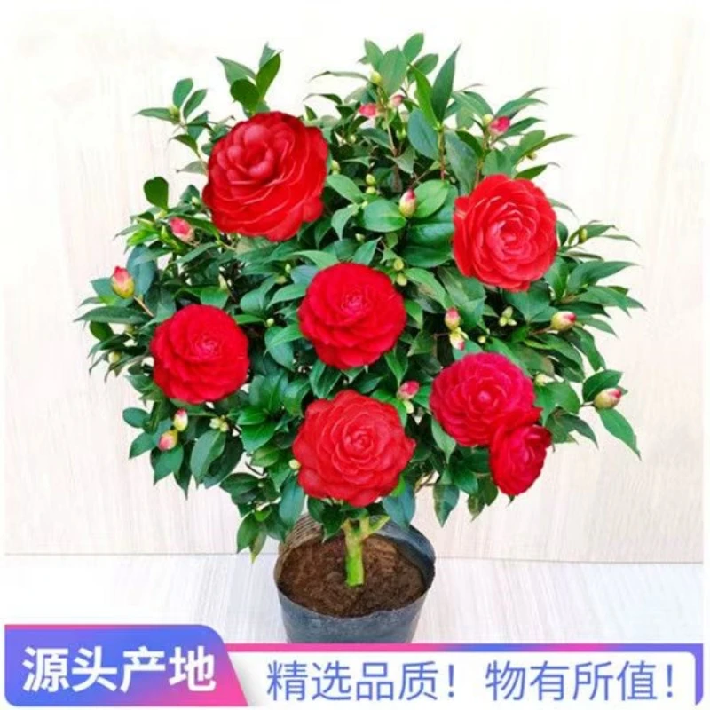 【80-100cm]红赤丹带花苞发货原盆土发货