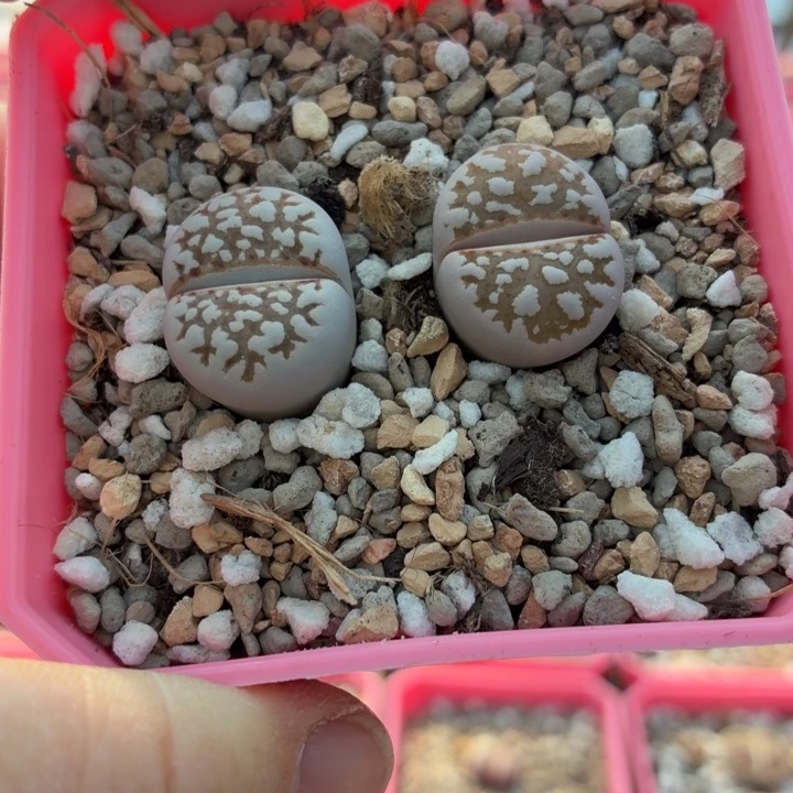 529号c63b两颗黄金线2.0cm