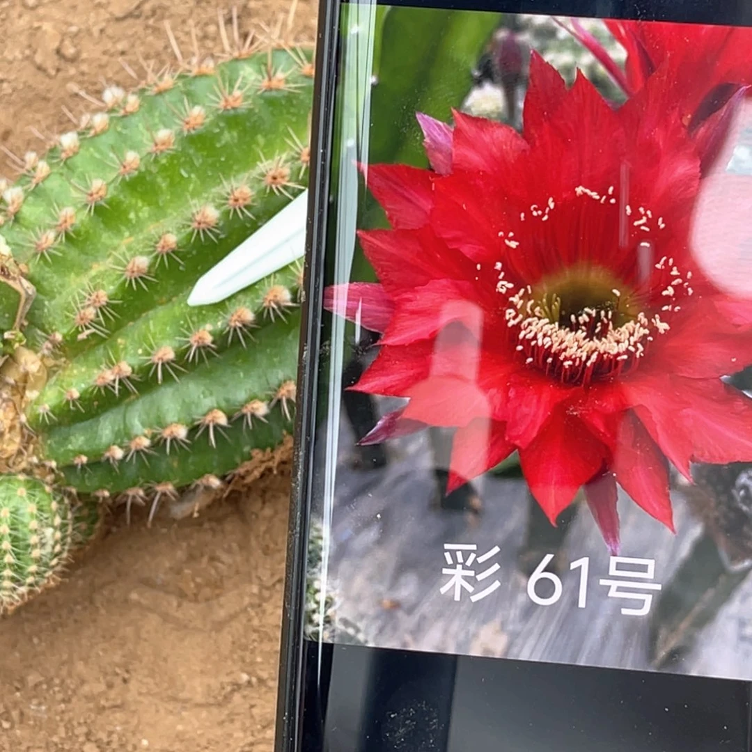 彩草 嫁接 无木心 小群