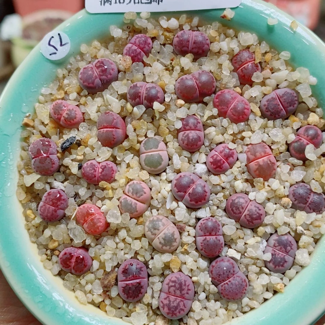 生石花哈哈哈哈哈哈哈哈哈316