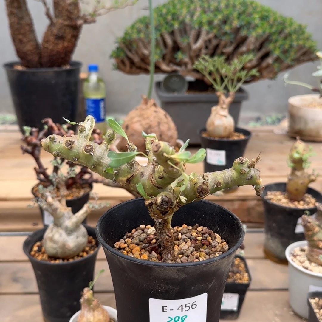 456粉花鱼骨城块根植物