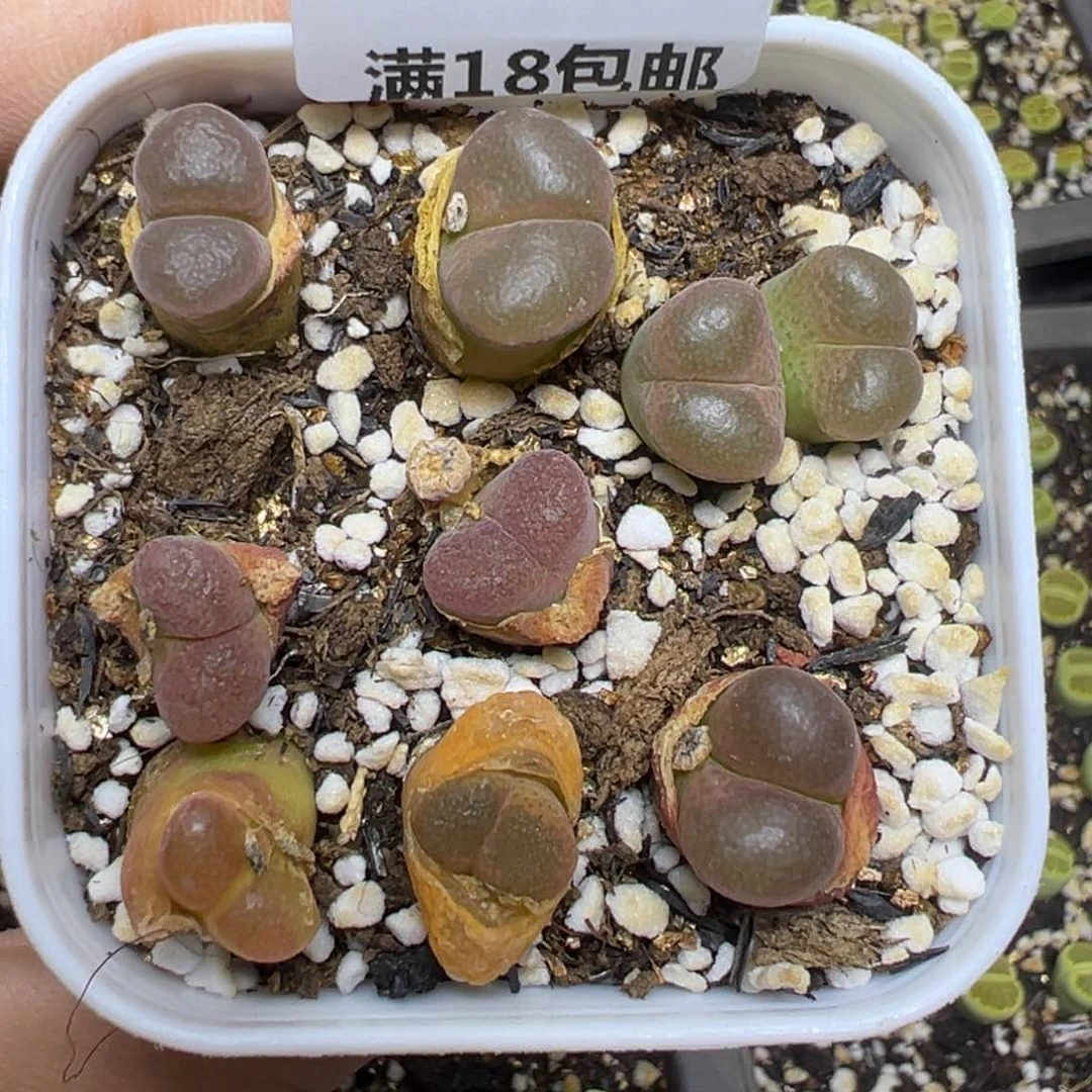 【闪购商品】629……