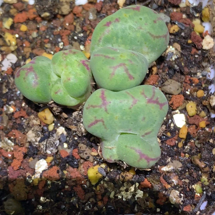 精品多肉植物变异猴脸