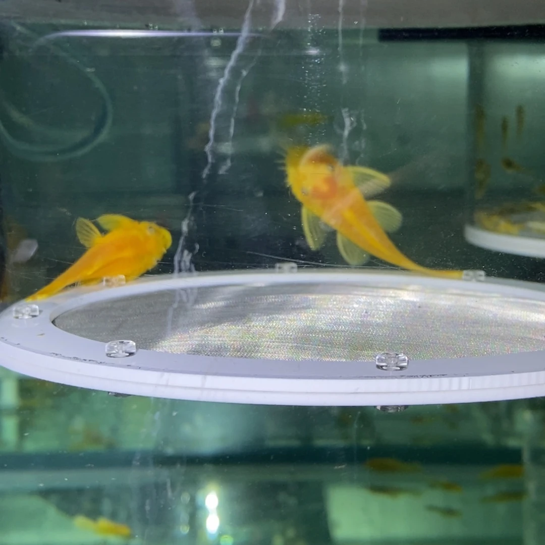 清道夫鱼清道夫包邮包损到家，