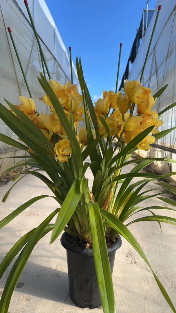 大花蕙兰 金光 年宵花