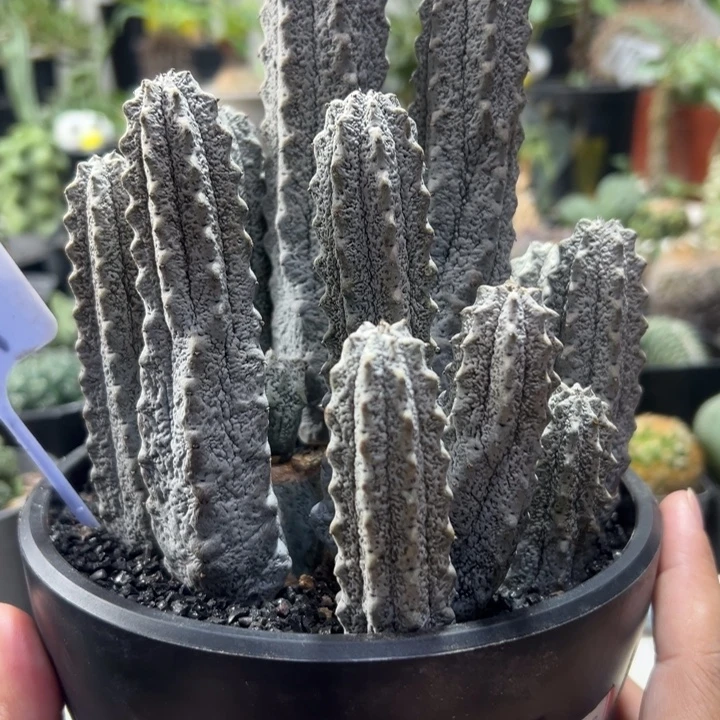 水泥柱带盆111111111